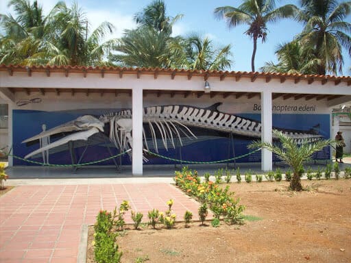 Museo Marino - Isla De Margarita Al Dia